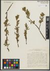 Foto von Salix sachalinensis F. Schmidt